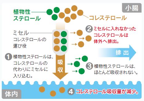 血中コレステロールを下げるメカニズム