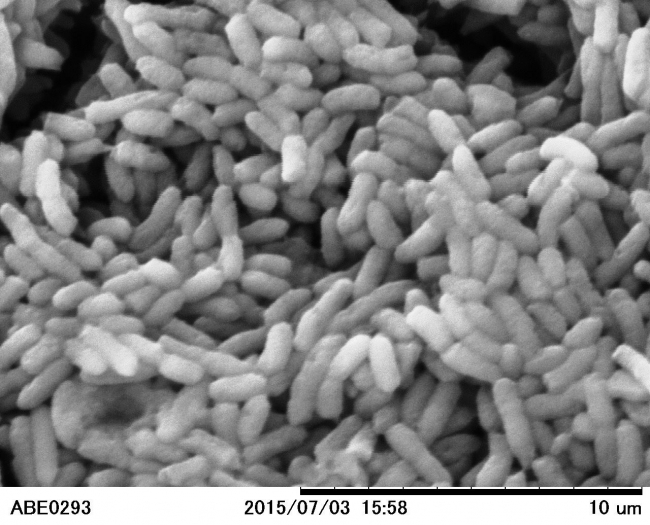 酢酸菌（顕微鏡写真）
