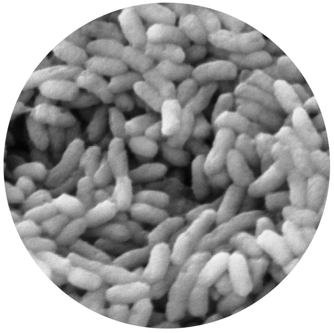 酢酸菌（顕微鏡写真）
