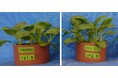野菜から野菜を育てる資源循環の実現と養鶏業界の課題解決へ。野菜未利用部と鶏糞を組み合わせた堆肥でリン酸化学肥料と同等の効果を確認 ― 野菜未利用部のアップサイクルを目指して ―