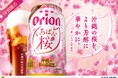 沖縄の桜を感じる「オリオン いちばん桜」が今年も発売開始！
