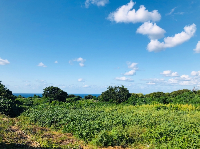 海が見える山の上で育っています。緑が繁茂していてたどり着くのが大変です