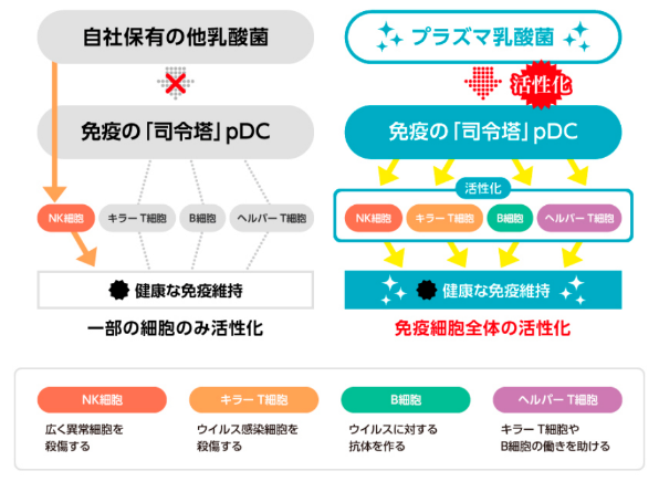 「プラズマ乳酸菌が健康な人の免疫機能の維持を サポートするメカニズム」