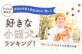 【2024年最新版：全国の犬好き男性300人に聞いた】好きな小型犬ランキング！1位になったのはあの王道の犬種