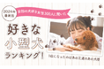 【2024年最新版:全国の犬好き女性300人に聞いた】好きな小型犬ランキング!1位はやはり王道のあの犬種