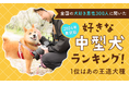 【2024年最新版:全国の犬好き男性300人に聞いた】好きな中型犬ランキング!1位はあの王道犬種