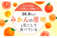 【みかん好き500人に調査!】36.8%が、みかんの産地を気にして食べている