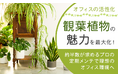 【オフィスの活性化】観葉植物の魅力を最大化！約半数が求めるプロの定期メンテで理想のオフィス環境へ