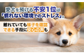 愛犬を預ける不安1位は「慣れない環境でのストレス」。離れていても様子を確認できる手段に安心の声も