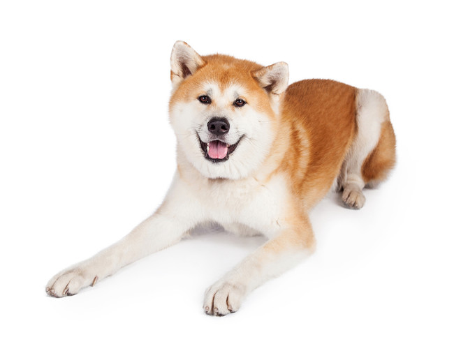21年最新 人気の大型犬は 好きな大型犬種ランキング 一位になったのは忠犬で知られる 秋田 株式会社nexerのプレスリリース
