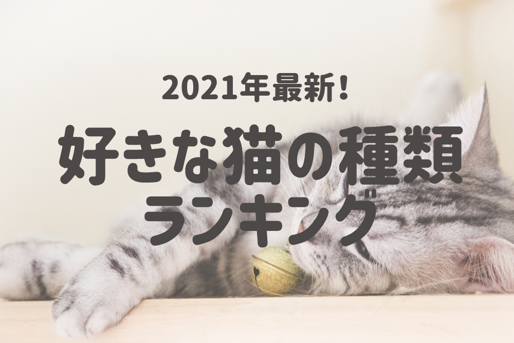 21年最新 みんなの好きな猫の種類は 好きな猫の種類ランキング 一位になったのはアメリカ 原産の アメリカンショートヘア 株式会社nexerのプレスリリース