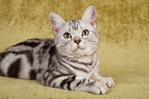 21年最新 みんなの好きな猫の種類は 好きな猫の種類ランキング 一位になったのはアメリカ原産の アメリカンショートヘア 株式会社nexerのプレスリリース
