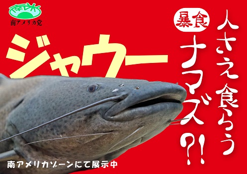 カワスイ ナマズ の日 が2月22日に認定されました カワスイのナマズ全55種類が出馬 日本最大 の カワスイナマズ総選挙22 が開催決定 時事ドットコム