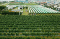 フォンスグループの自社農園「FZ farm Furusato Vineyard」ファーストヴィンテージワイン７月４日(土)販売開始！