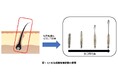 冬虫夏草エキスの毛包成長期維持作用への関与を確認