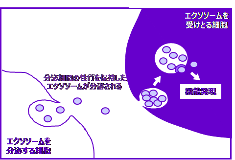 エクソソームを介した細胞間コミュニケーション