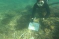 「美ら海サンゴ大作戦2024」キャンペーン結果報告 沖縄県浦添市港川の海に132本の養殖サンゴを移植