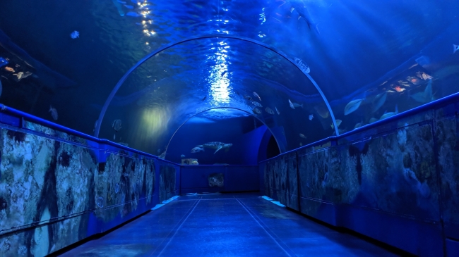 しながわ水族館トンネル水槽でDoryやGladiusMiniがお魚たちと共演！？