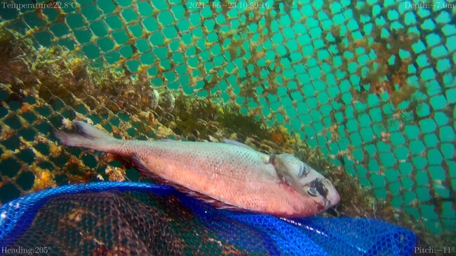 養殖場での死魚の回収