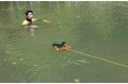 緊急時対応から日常点検まで。水中ドローンの需要拡大を受け、7月16日・17日『水中ドローン安全潜航操縦士認定講習』開催決定!