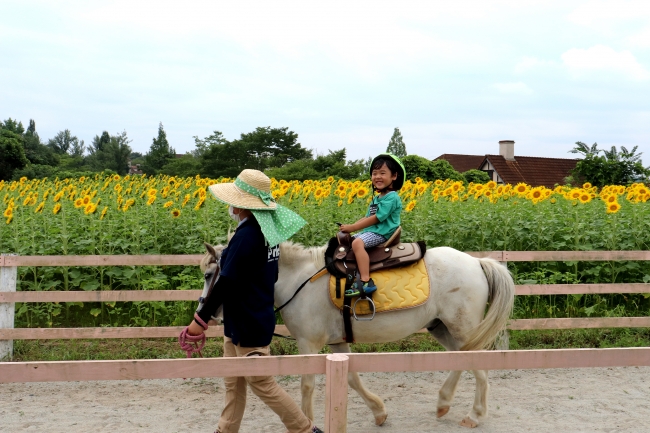 3万本のヒマワリ畑で ポニーの乗馬体験 おかやまフォレストパーク ドイツの森 株式会社ワールドインテック パークマネジメント事業本部のプレスリリース