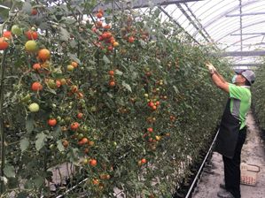 低段密植ミニトマト栽培