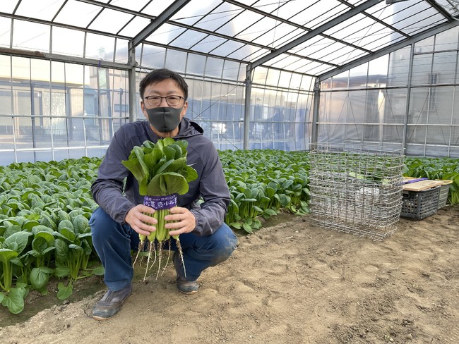 小松菜農家の富沢勉さん　写っている小松菜（500kg相当）がすべて11月24日に向けて収穫されました