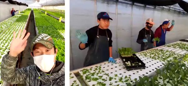 三重県の農場とオンラインで交流。ビニールハウス農場での栽培を見学しました。