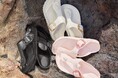 BIRKENSTOCKの人気モデルGIZEH。時代を超えて愛されるトングサンダルに、新たな魅力を加えたGIZEH BIG BUCKLE EVAが登場。