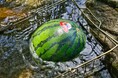 【愛知県岡崎市】宿泊・BBQのお客様だけの夏の特典、「手ぶらスイカ割り」2026年シーズン開催中