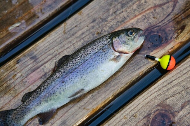 30センチ以上の大物が釣れることも！