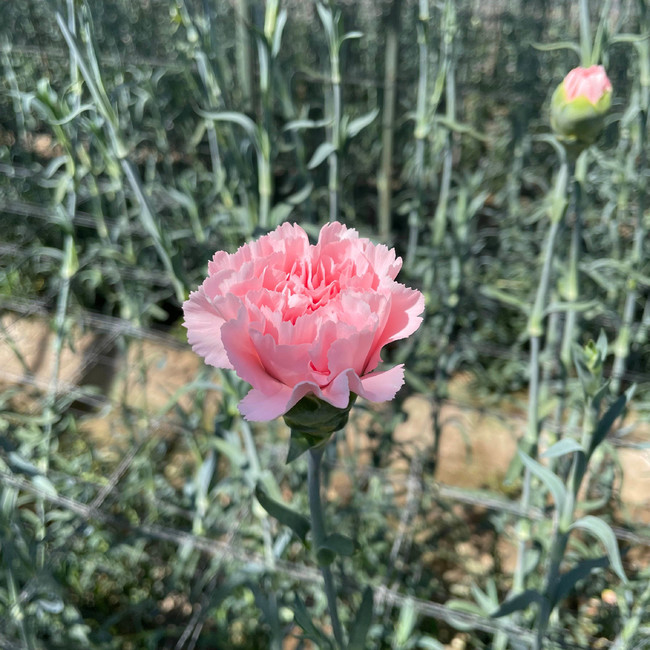 宮城県産名取市の栽培農家『菅井園芸』のカーネーション畑の様子