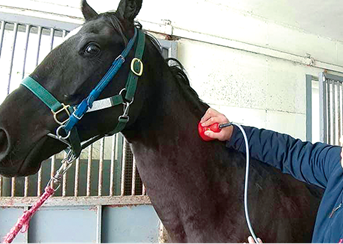 ホースメディセルを受ける競走馬