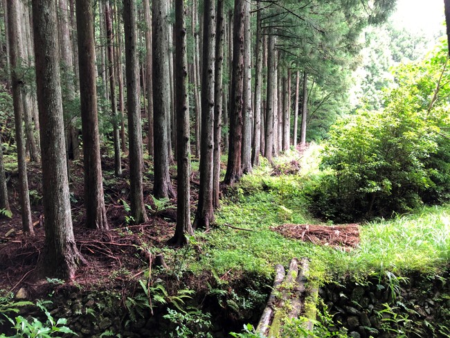 単一植生で密植された人工林