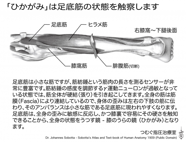 売上実績NO.1 / 操体法 東洋医学手技療法師協会おまけ１０分1万2操体法 