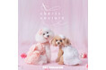 愛犬との春を華やかに彩る新ラインアップ　　「ペットパラダイス」のプレステージライン『chérircouture（シェリールクチュール）』2026年スプリングコレクション発売