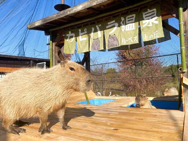 ハーベストの丘で「カピバラ温泉」を開催中。温かいお風呂の中でカピバラたちも思わずうとうと。