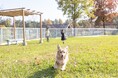 自由に駆け回れる!2,100㎡の広大なドッグランがハーベストの丘にOPEN! ~季節の花畑も楽しめる~