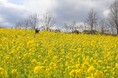 【満開】50万本の菜の花 【堺・緑のミュージアム ハーベストの丘】