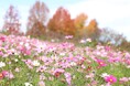 【満開】50万本のコスモス【ハーベストの丘】