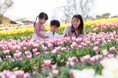 【今週見ごろ】春、満開。心も満開。”7万本のチューリップ” 色とりどりの春に包まれる【ハーベストの丘】