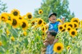 【8月開花予想】夏風に揺れる、ひまわりの丘～7万本のひまわり～【ハーベストの丘】