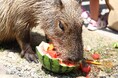 【熱中症対策】カピバラやヤギたちもしっかり水分補給！　～カピバラ＆ヤギのスイカパーティー～【ハーベストの丘】
