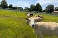 「動物たちのため」のリニューアル【ハーベストの丘】