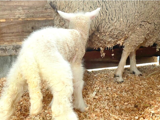 産まれて15分もすると立ち上がって歩き出しお乳を飲む仔羊