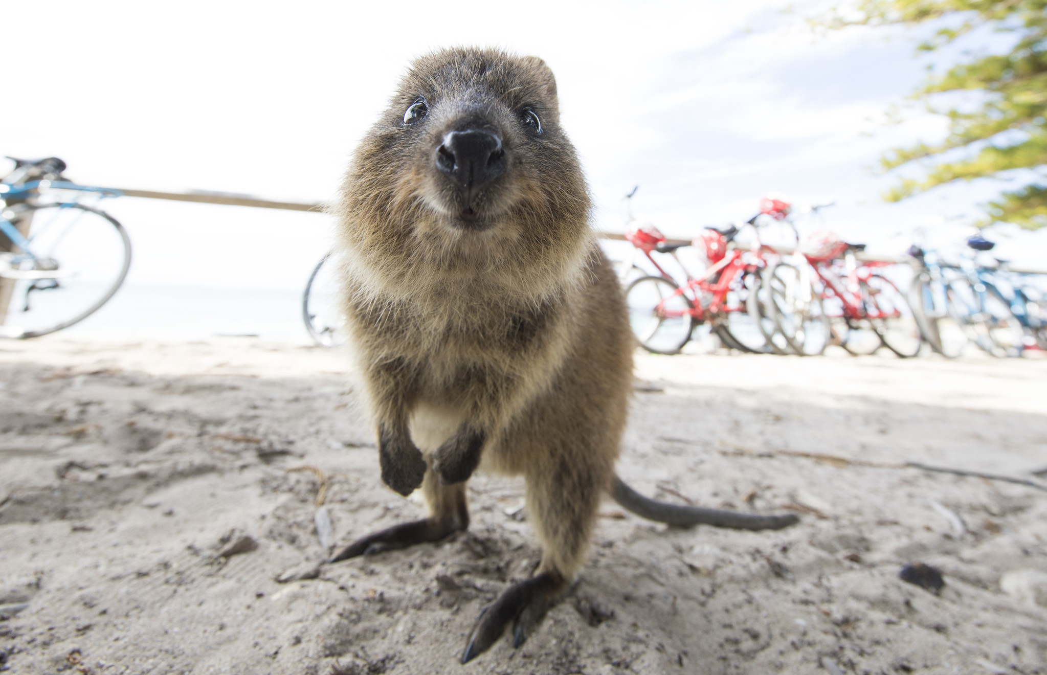 世界一幸せな動物 クオッカに会いに西オーストラリア パースへ行こう 西オーストラリア州政府観光局のプレスリリース