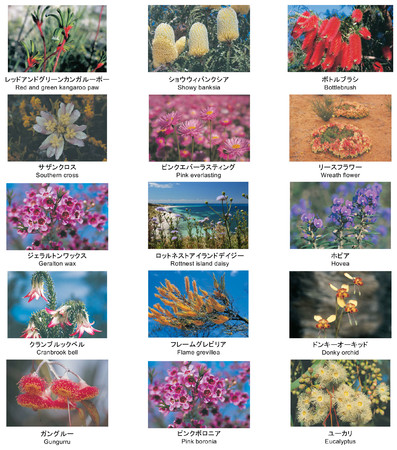 1万00種以上の野生の草花が大地を美しく彩る 西オーストラリアはワイルドフラワー天国 西オーストラリア州政府観光局のプレスリリース