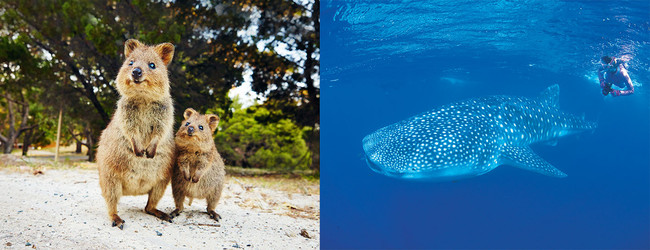 世界一幸せな動物 クオッカが大人気 西オーストラリアの野生動物や海洋生物たちとの特別な出会い 西オーストラリア州政府観光局のプレスリリース