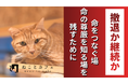 大阪・天王寺の保護猫カフェ「ねことカフェ」が存続をかけたクラウドファンディングスタート！6月26日までに450万円未達なら閉店判断へ