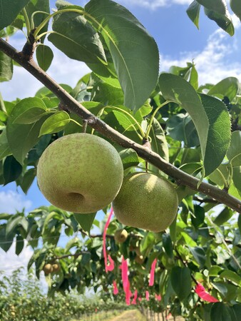 大きく実った長野県の梨